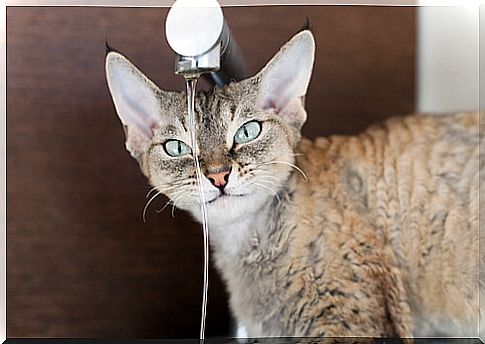 Devon rex: care