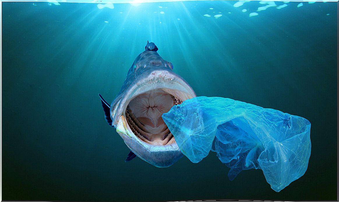 The effects of plastics on the ocean