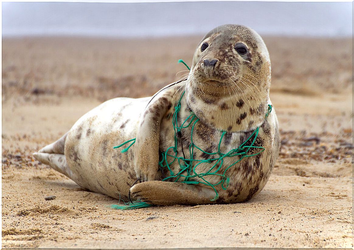 A seal entangled in a plastic net.