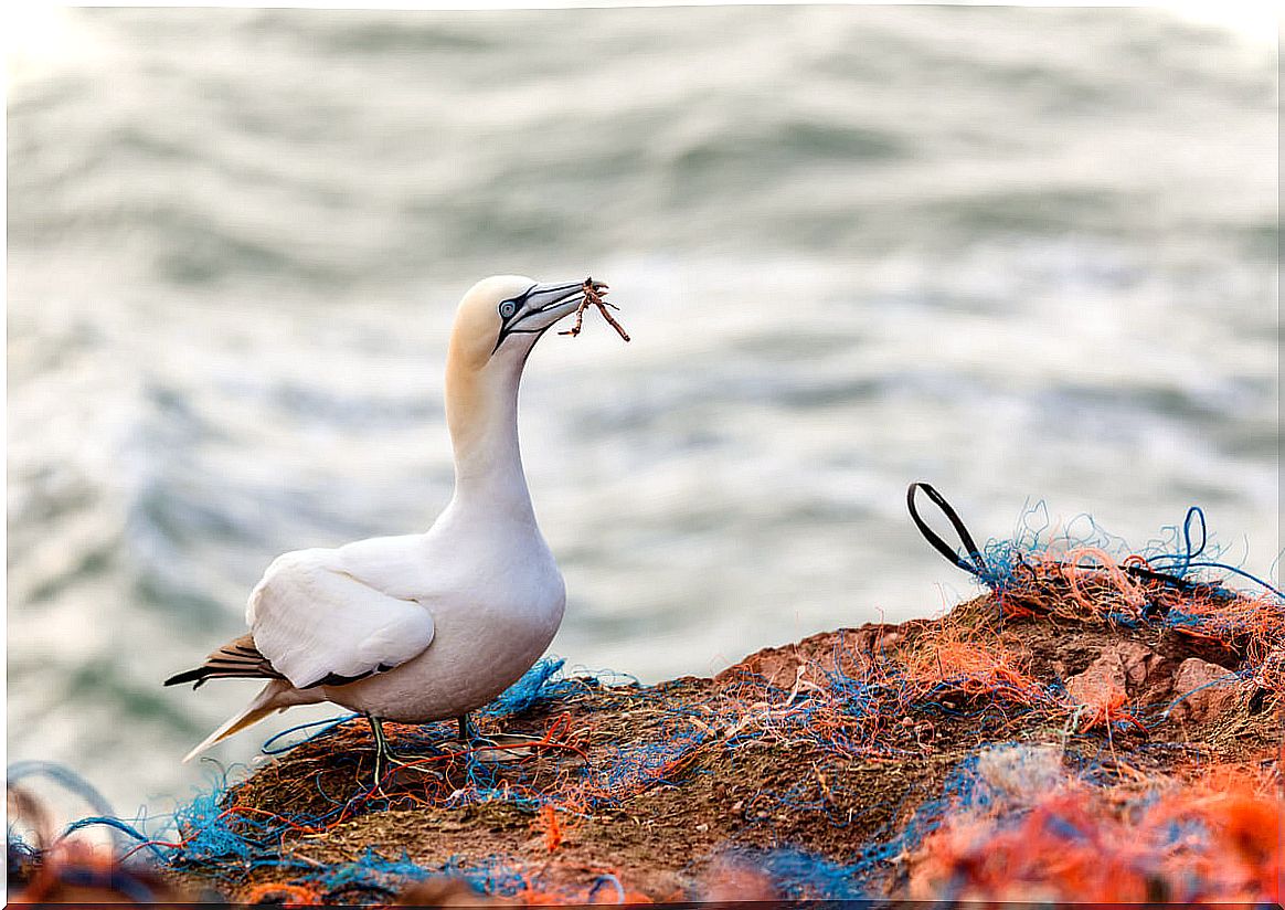 The effects of plastics on marine life are countless.