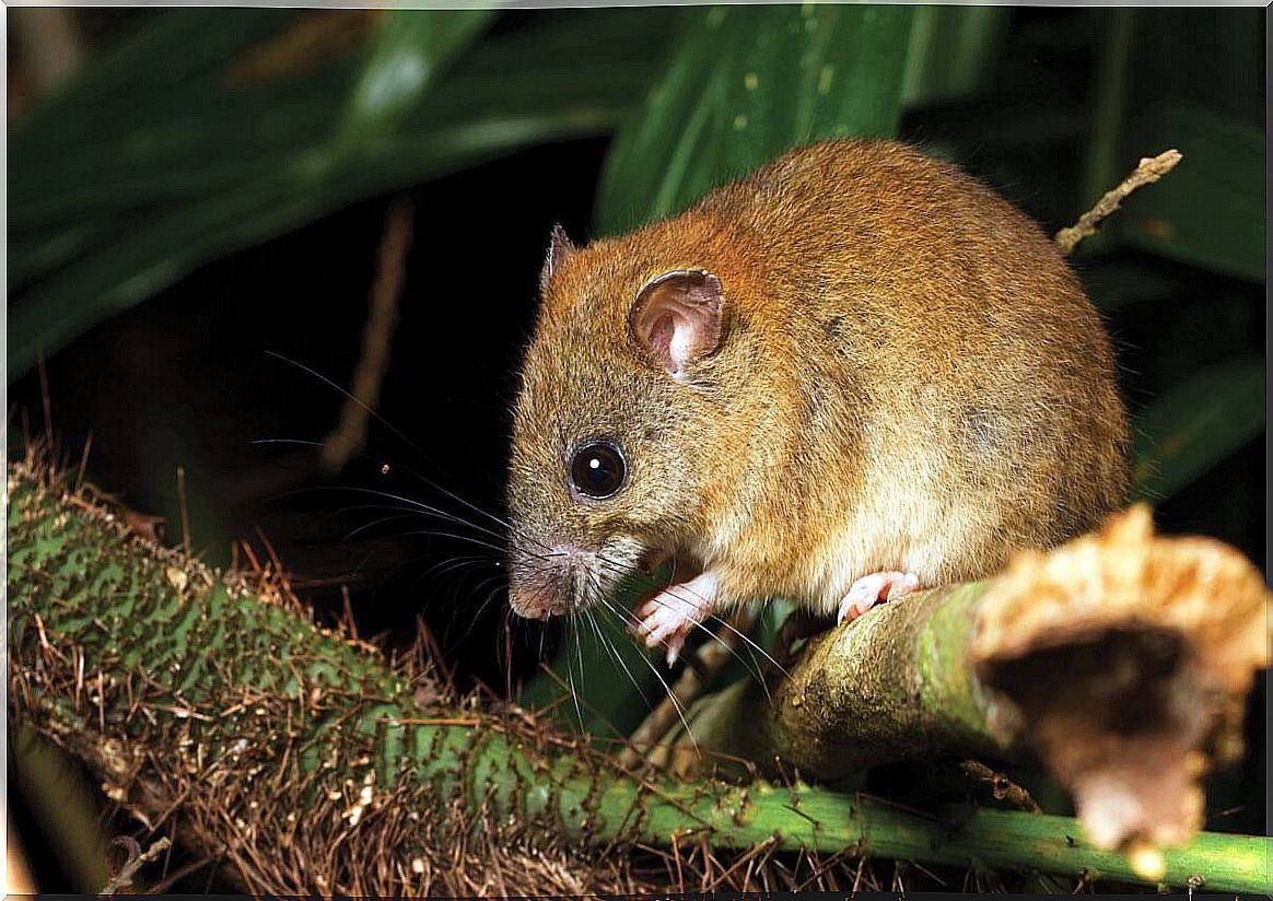 The first mammal extinct due to climate change