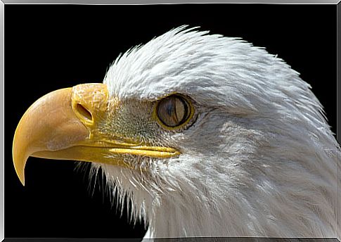 Membrana nictitante observada en un águila.