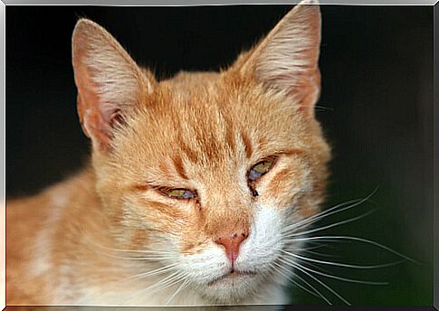 Nictitating membrane in cats