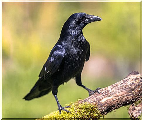 The intelligence of crows