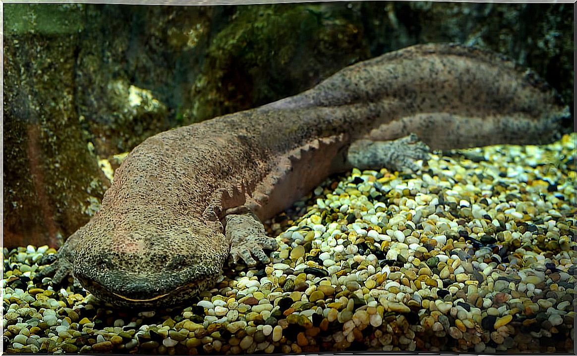 The largest amphibian in the world