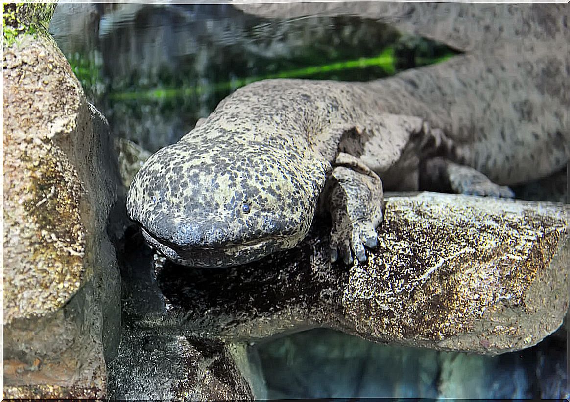 A Chinese giant salamander.