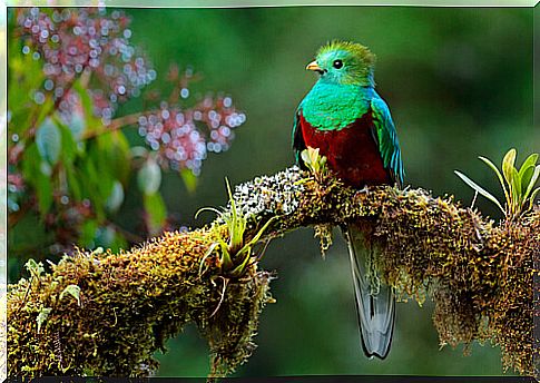 The legendary quetzal of Mesoamerica