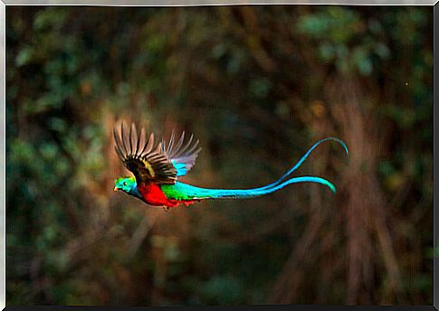 Quetzal bird flying in the jungle.