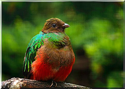 Quetzal bird Pharomachrus auriceps.