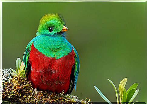 Mesoamerican Quetzal