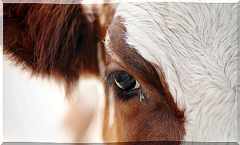 Fly in the eye of a cow.