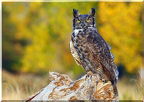 The long-eared owl: the largest owl in South America