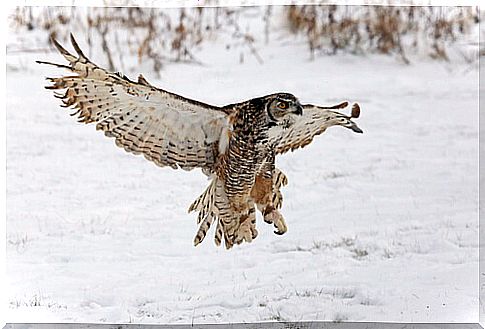 Bubo virginianus: habitat