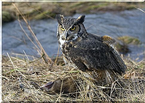 Long-eared owl: feeding