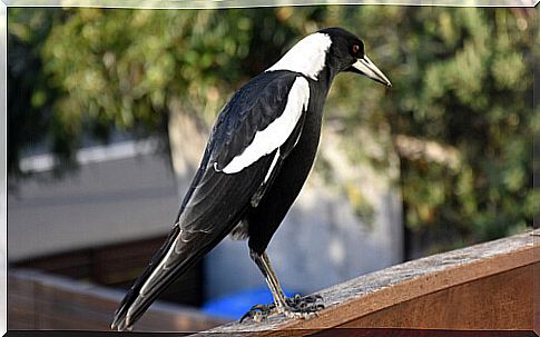 The magpie: characteristics, behavior and curiosities