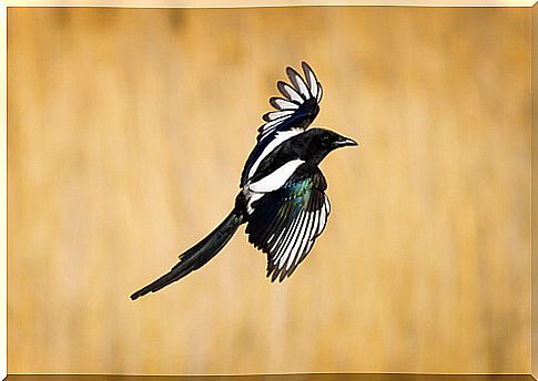 Magpie flying.