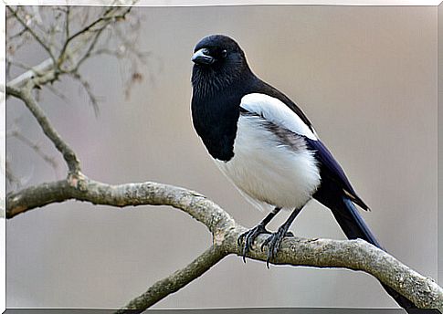 Common magpie: characteristics