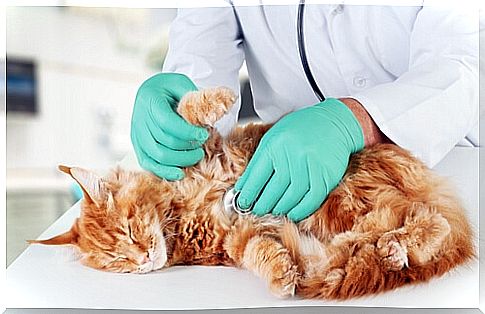 The most common diseases in cats