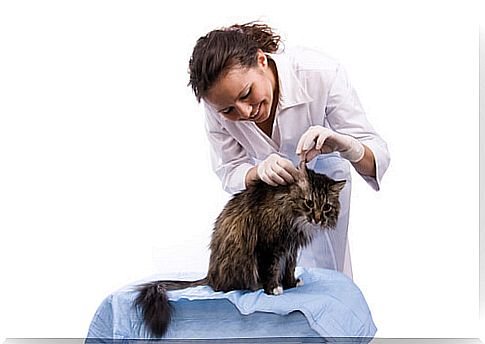 Otitis in cats: causes