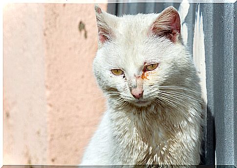 Conjunctivitis in cats