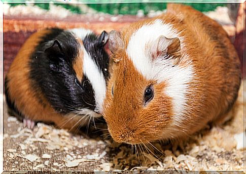 Guinea pig