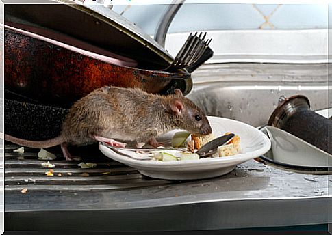 Brown rat