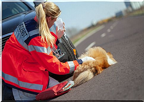 Run over by dogs