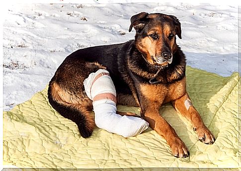 Fracture in a dog