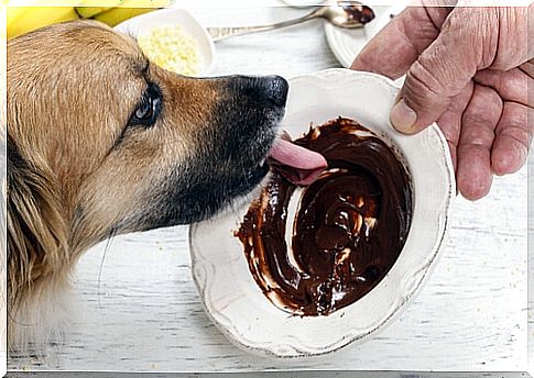 Give chocolate to a dog