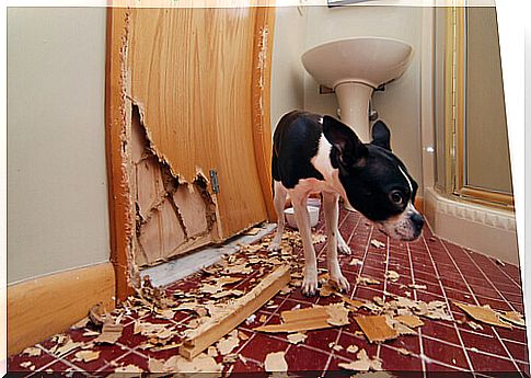 Destructive behavior in dogs