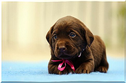 labrador retriever puppy