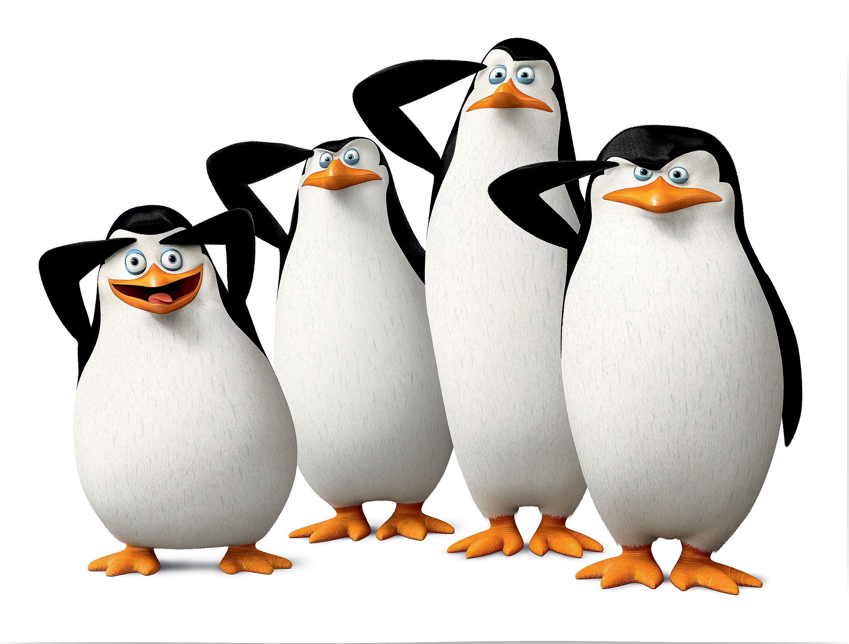 The penguins of Madagascar, a series of contrasts