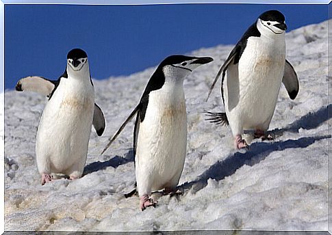 Tres ejemplares de Pygoscelis antarcticus.