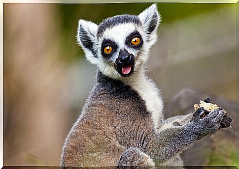 Lemur catta: the ring-tailed lemur.