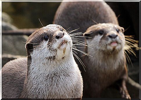 Otter couple. 