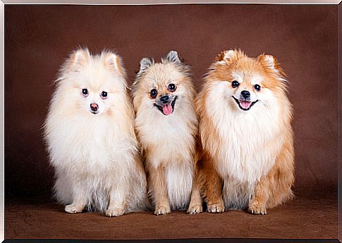 The Pomeranian dog, an ideal breed for families with children