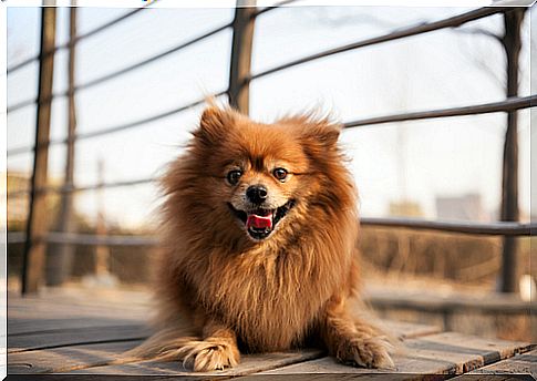 el perro pomerania tumbado