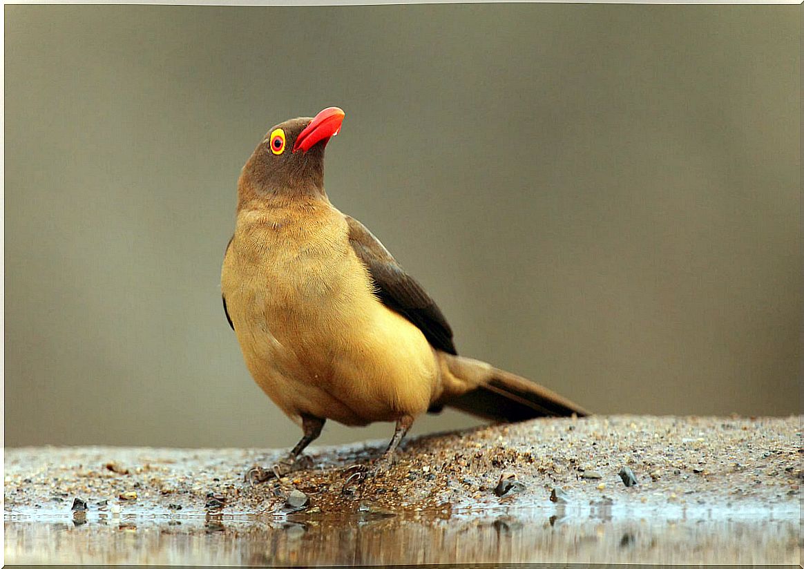 The red-billed oxpecker: characteristics and diet