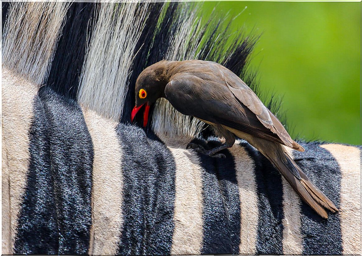 An oxpeck on the head of a zebra.