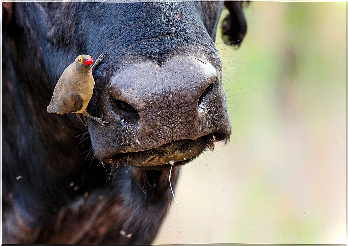 An oxpeck on the nose of a mammal.