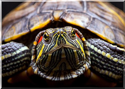 The red-eared turtle, a delicate animal