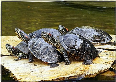 tortuga orejas rojas 3