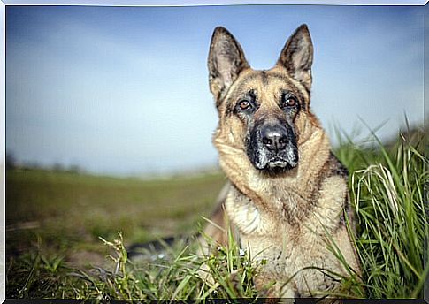 Rin Tin Tin's story