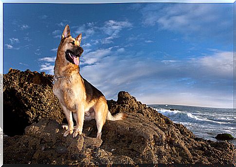 German shepherd