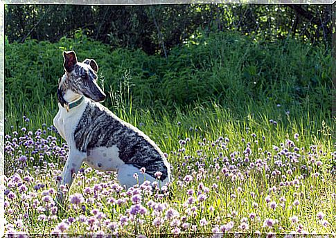 The whippet, a greyhound with a character of its own