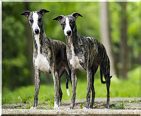 Whippet: remarkable characteristics such as its speed