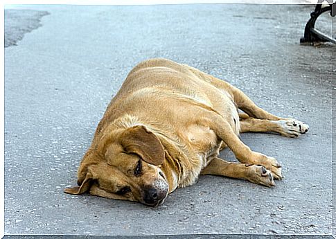 They save a pregnant dog when she was at the limit of her strength