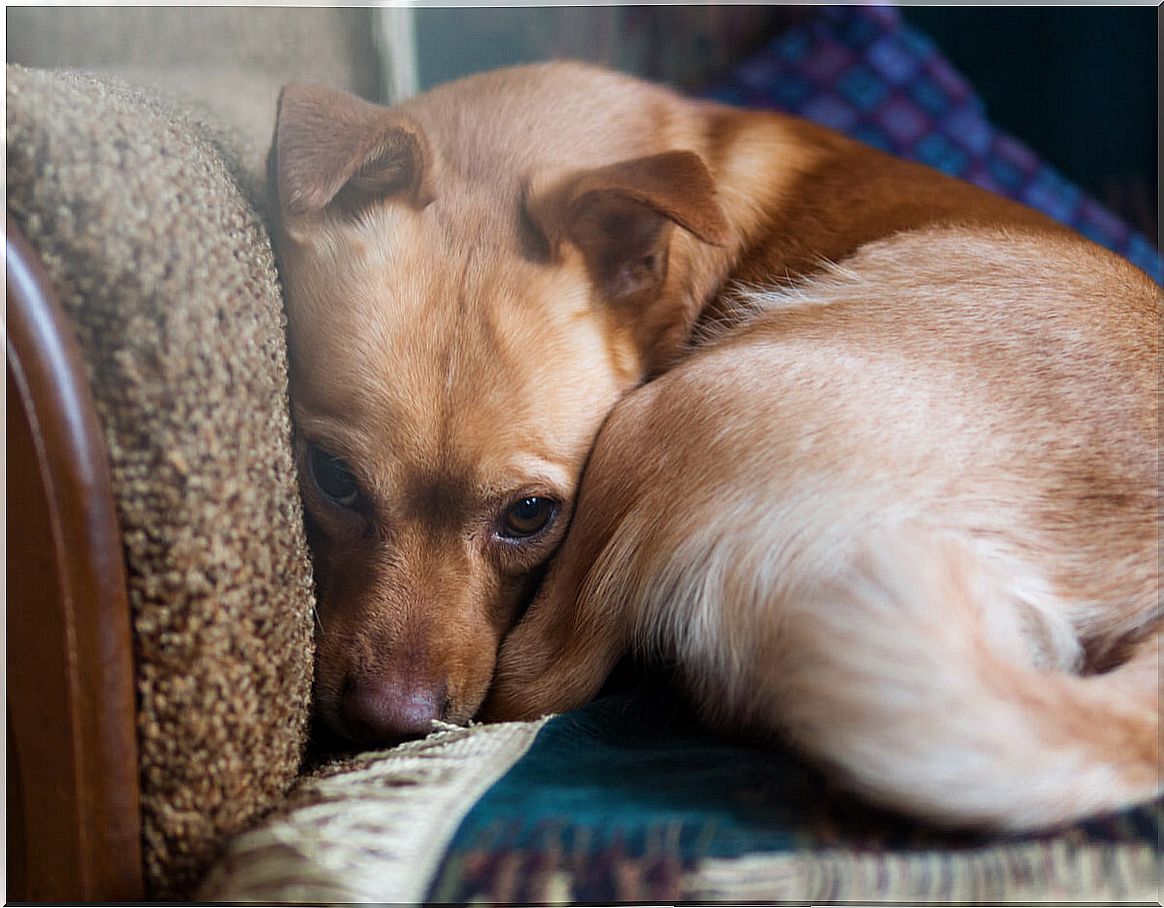 This study reveals that more than 72% of dogs have anxiety