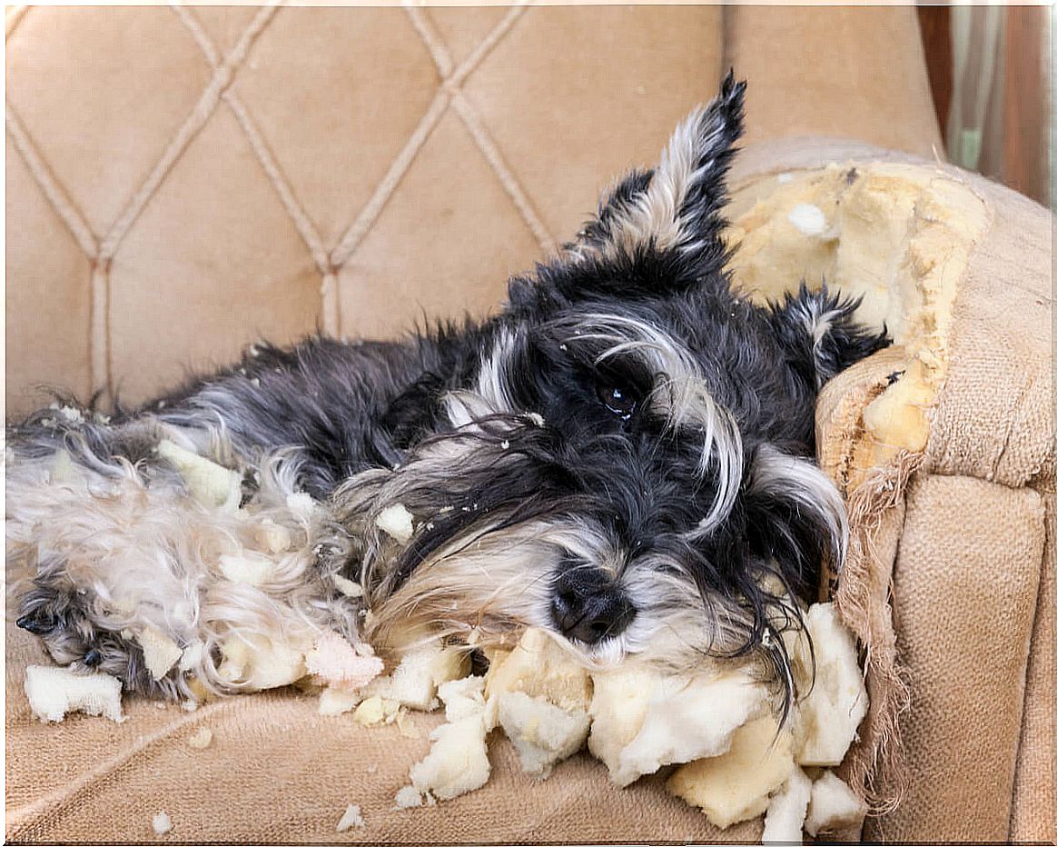 A dog breaks things because of his anxiety.