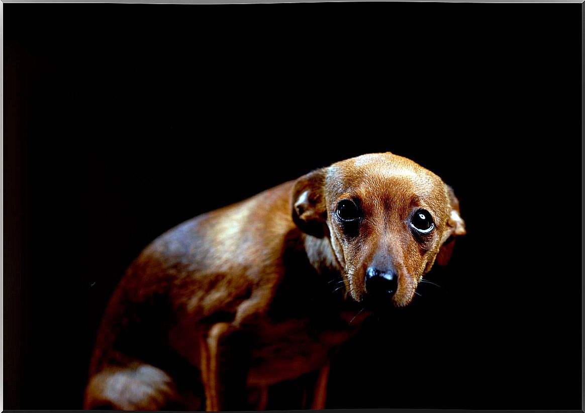 A sad dog on a black background.